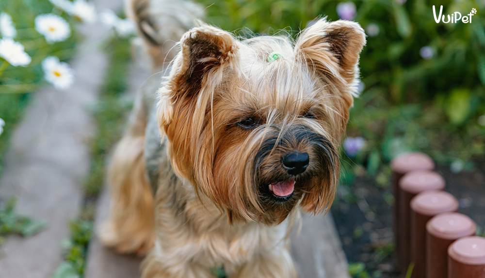 Tìm hiểu về giống chó bỏ túi Yorkie - chó sục Yorkshire Terrier