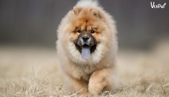 chow-chow-1