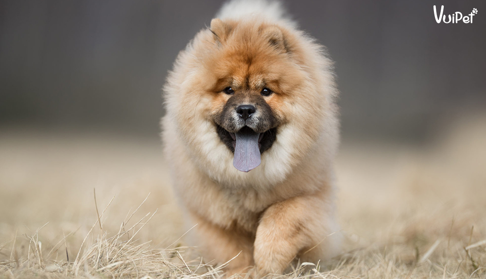 chow-chow-1