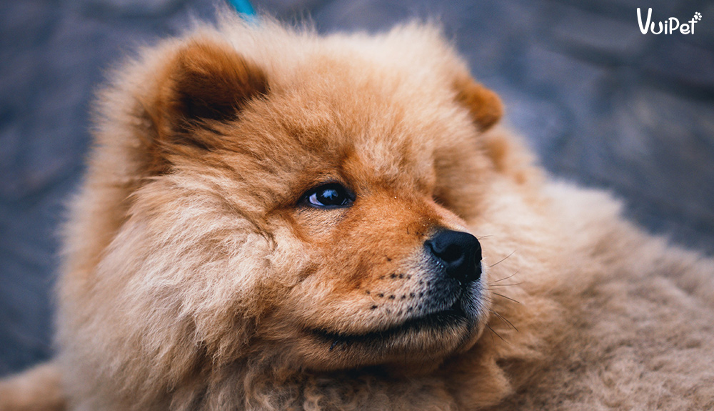 chow-chow