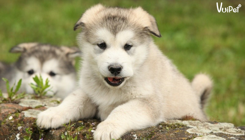 Chó Alaska và 7 điều PHẢI biết trước khi NUÔI CHÓ ALASKA