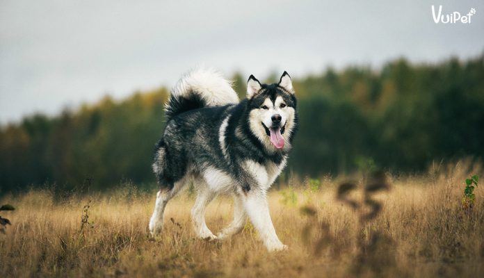 100 mẫu ảnh chó alaska ngáo vô cùng độc đáo và hài hước