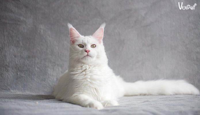 meo-angora-tho-nhi-ky-1