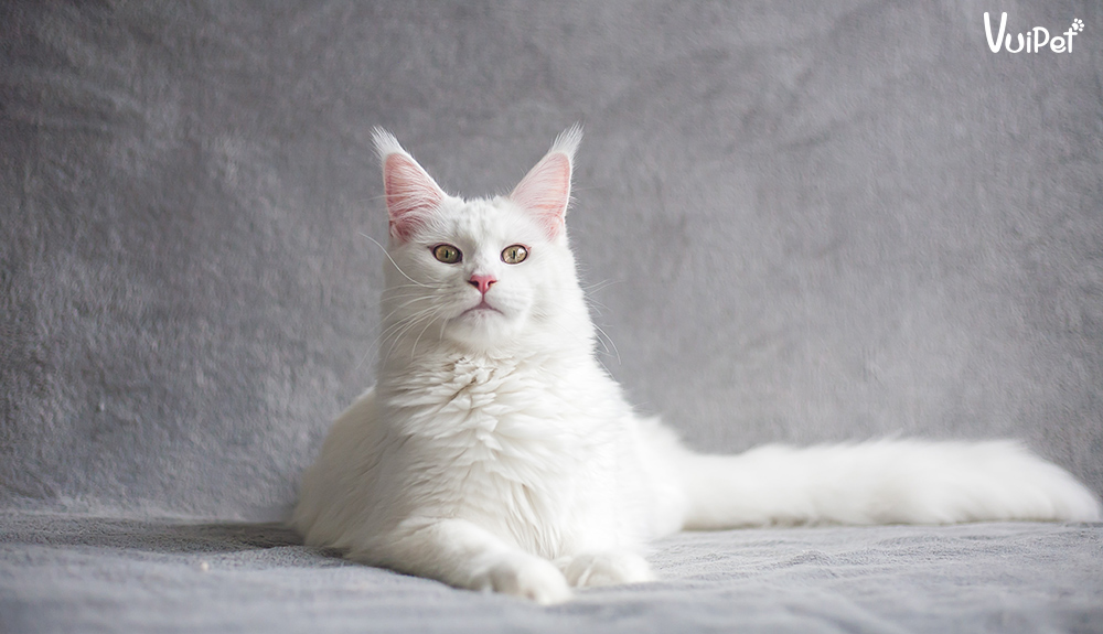 meo-angora-tho-nhi-ky-1