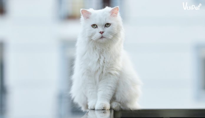 meo-angora-tho-nhi-ky-3