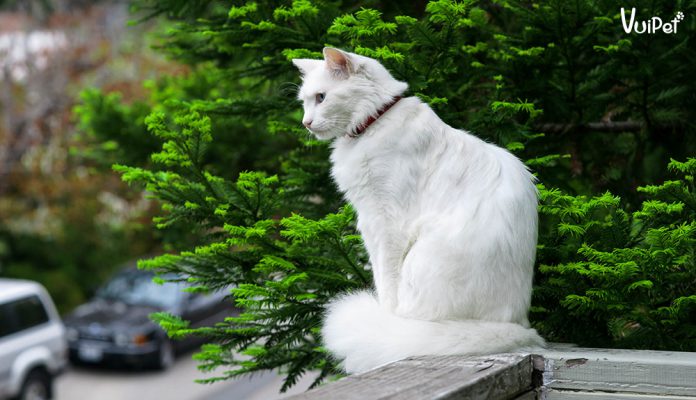 meo-angora-tho-nhi-ky-4