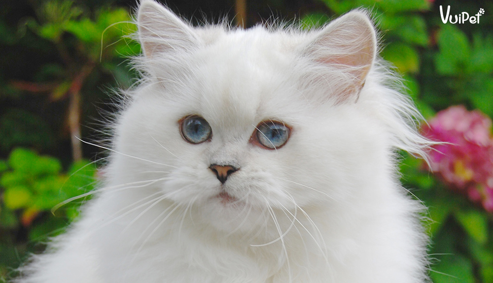 meo-anh-long-dai-trang