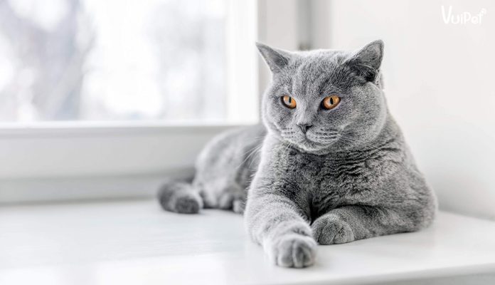 meo-anh-long-ngan-gia