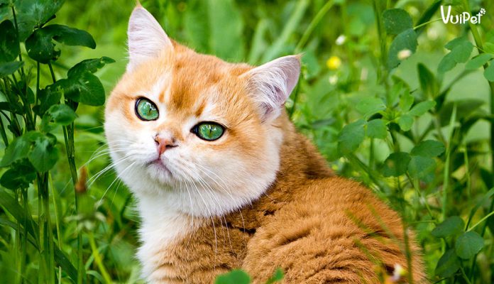 meo-anh-long-ngan-vang-1