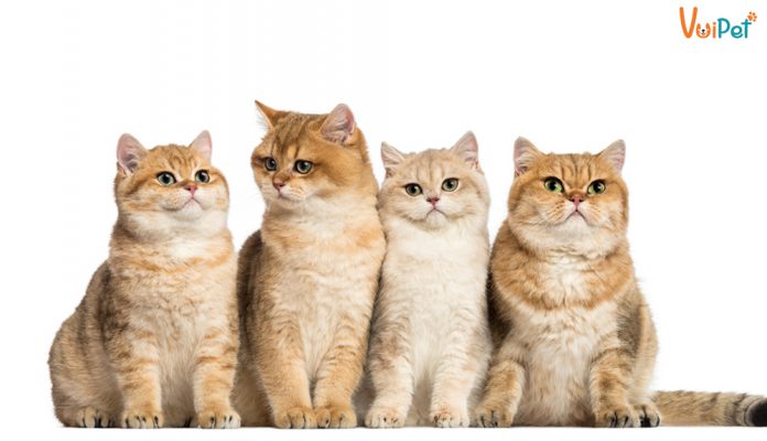 meo-anh-long-ngan-vang