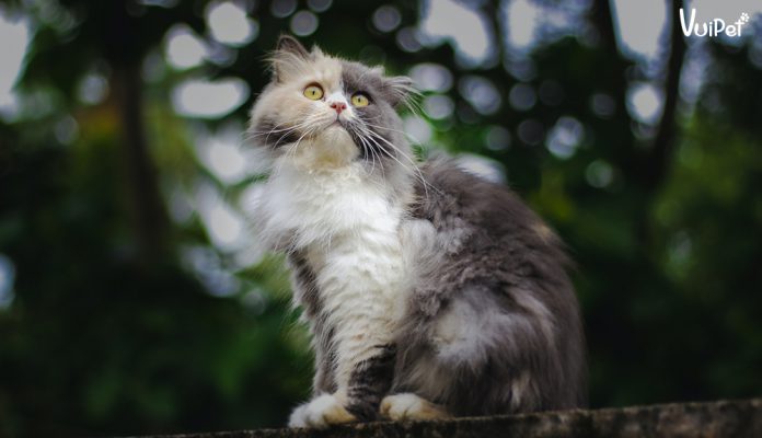 meo-ba-tu-long-dai-1