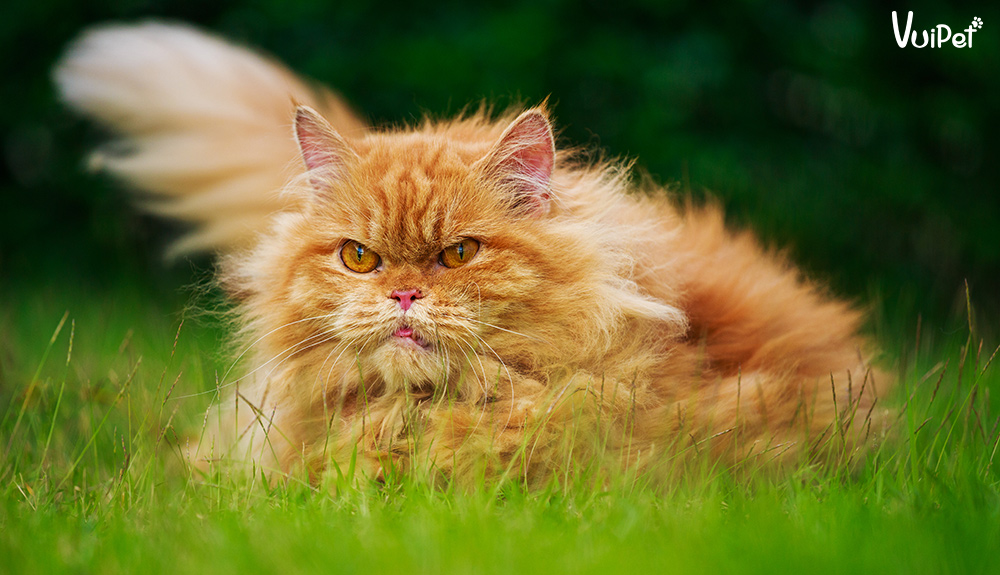 meo-ba-tu-long-dai-3