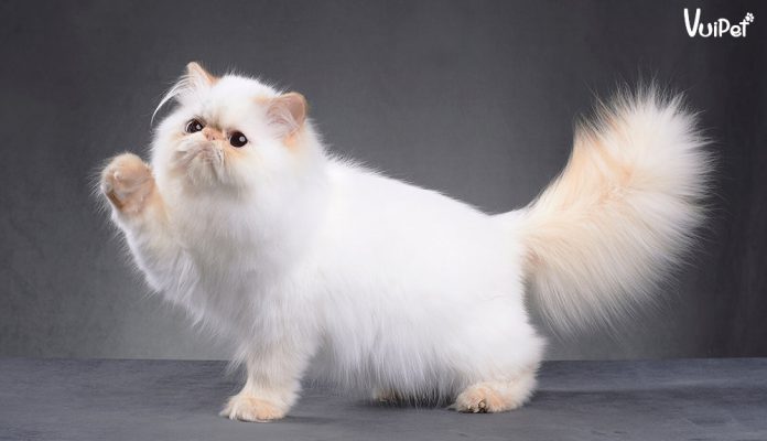 meo-ba-tu-long-dai-4