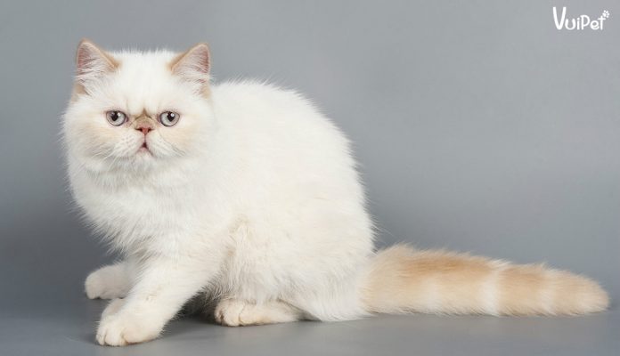 meo-ba-tu-long-ngan-1