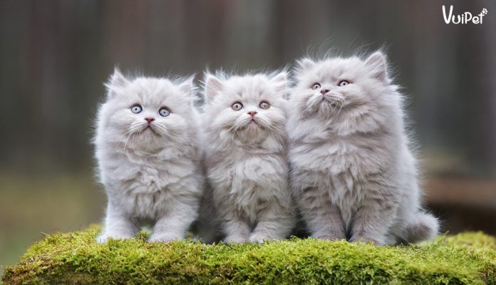 meo-british-longhair