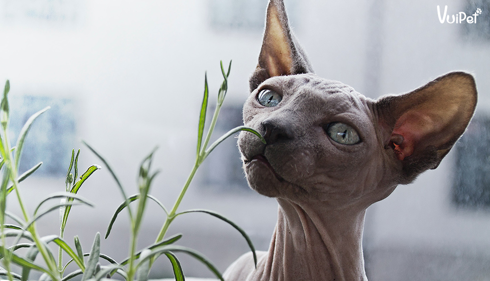 meo-khong-long-ai-cap