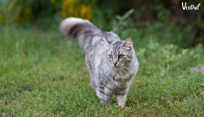 meo-maine-coon-2