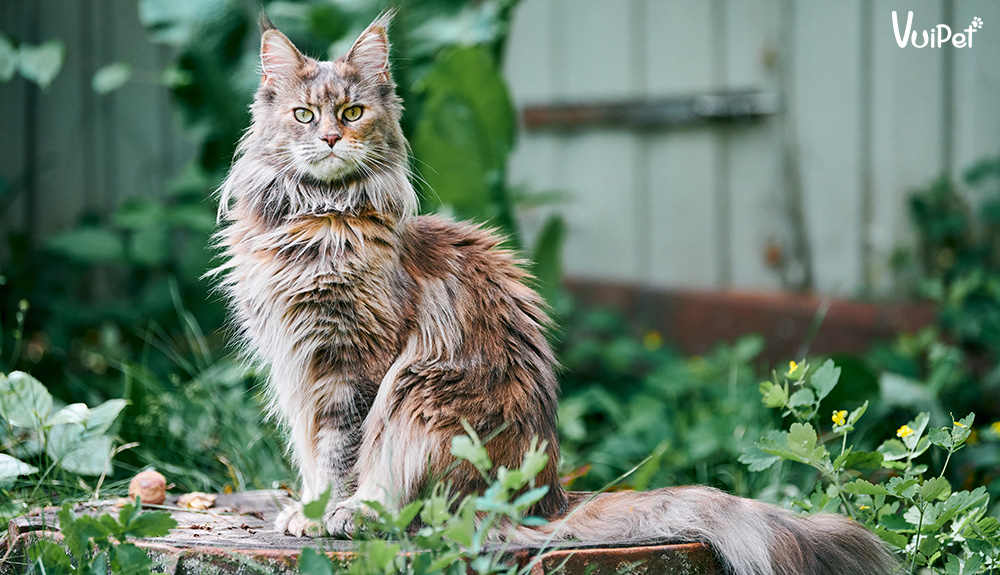 meo-maine-coon-3