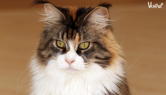 meo-maine-coon-4