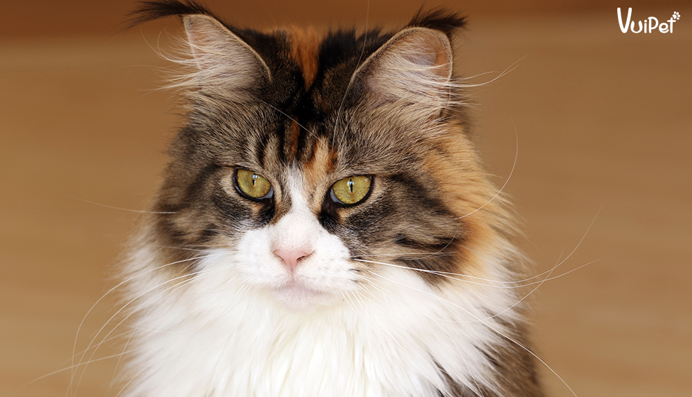meo-maine-coon-4
