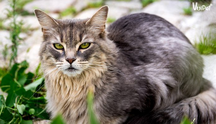 meo-maine-coon