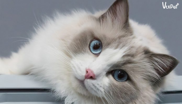 meo-ragdoll-1