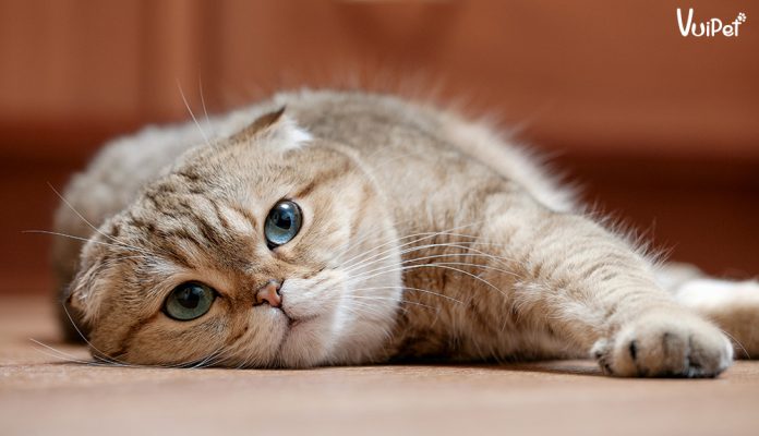 meo-scottish-fold