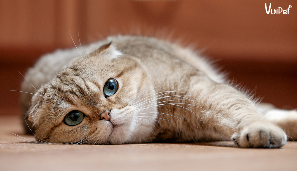 meo-scottish-fold
