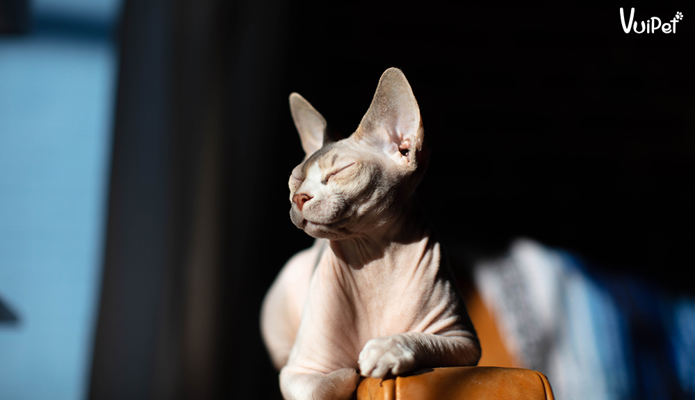 meo-sphynx