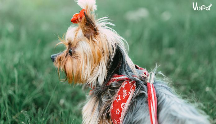 mua-cho-yorkie-2