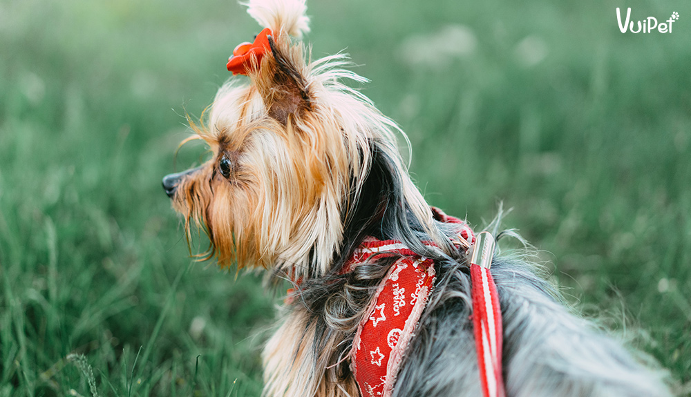 Tìm hiểu về giống chó bỏ túi Yorkie - chó sục Yorkshire Terrier