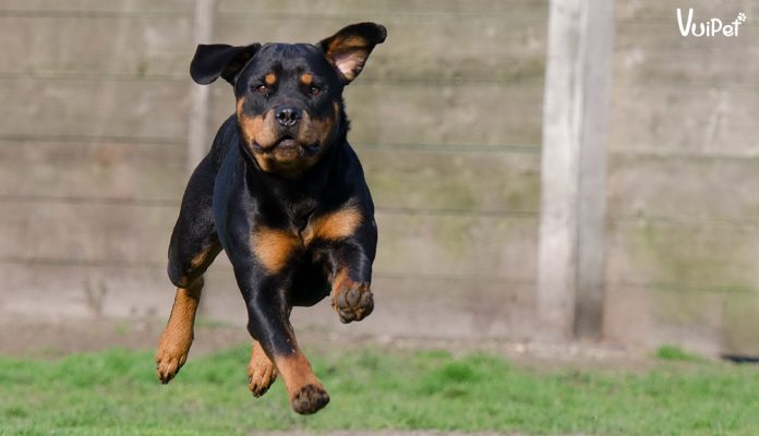 rottweiller