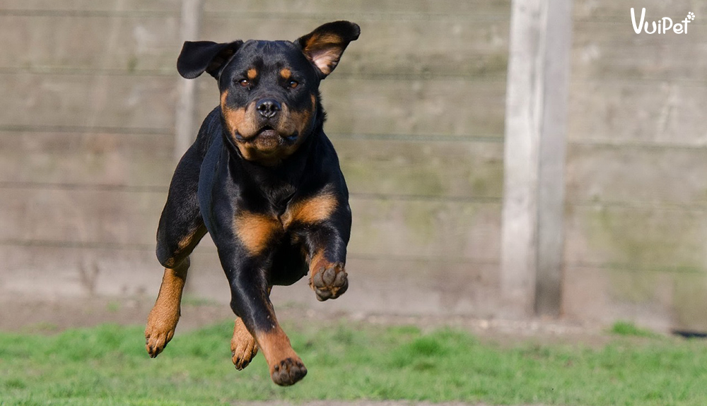rottweiller