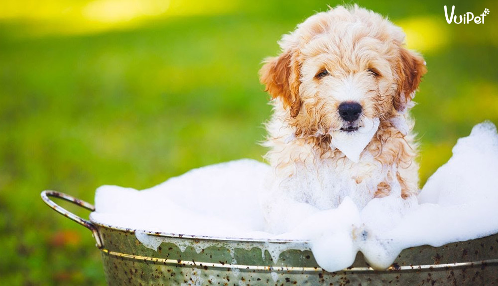 Các tips nuôi chó khoẻ mạnh, tránh chó bị sốc nhiệt vào mùa hè