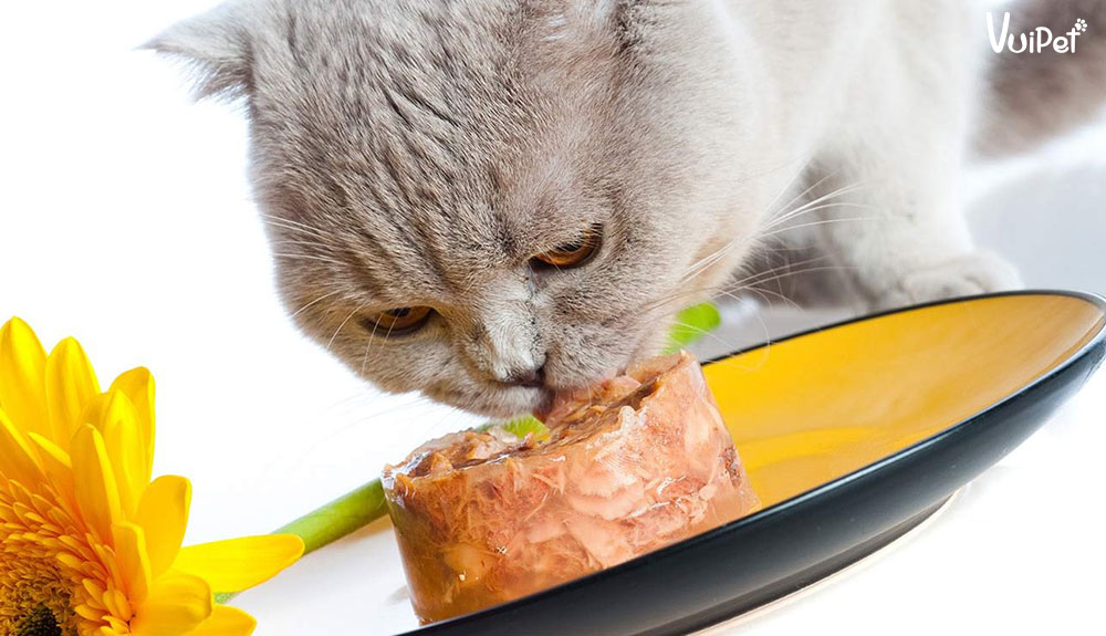 Cách làm Pate cho mèo - Các loại rau, củ tốt khiến mèo si mê