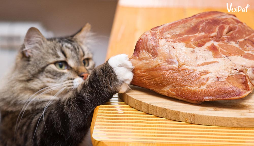 Mèo ốm và dễ bệnh do bạn mắc 6 Sai lầm này khi cho mèo ăn!