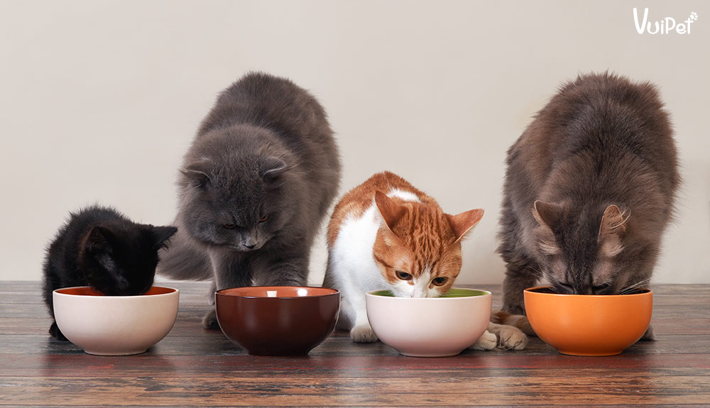 Cho mèo ăn gì? Review ưu, nhược của các loại Đồ ăn cho mèo