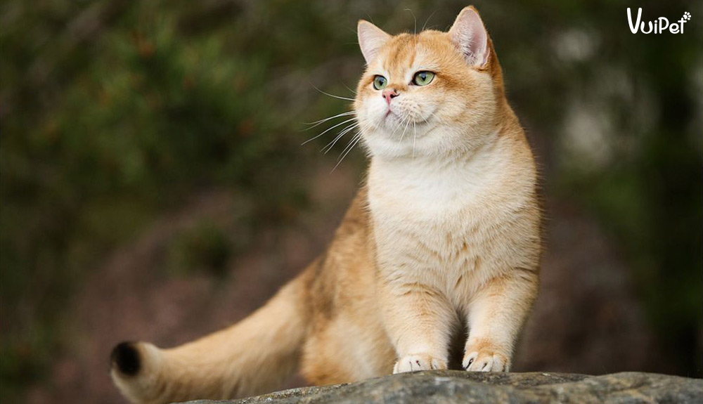 Mèo Anh Lông Ngắn - Tất Tật Đặc Điểm,  Màu Lông, Cách uôi và Giá Mèo Anh Lông Ngắn 2022