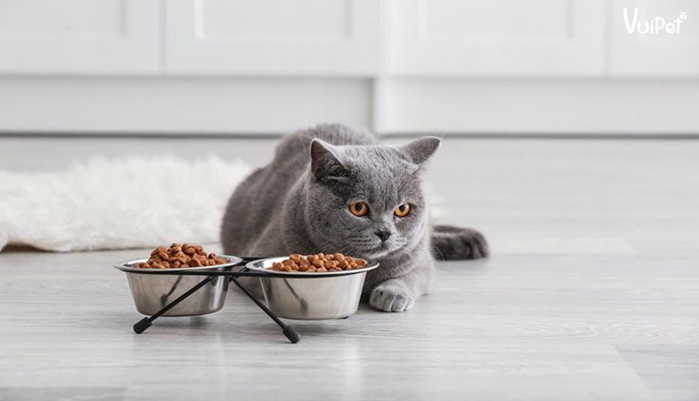 Mèo biếng ăn, lười ăn, chán ăn - Cách xử lý hiệu quả ngay