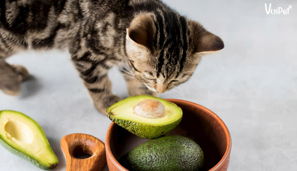 Lưu lại ngay các loại thực phẩm độc - Không Nên Cho Mèo Ăn