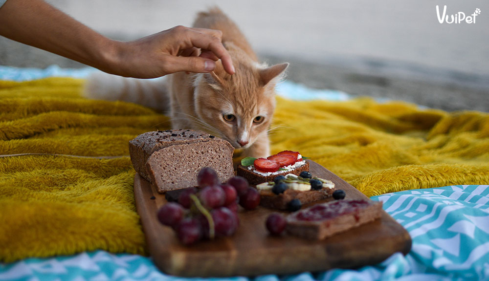 Lưu lại ngay các loại thực phẩm độc - Không Nên Cho Mèo Ăn