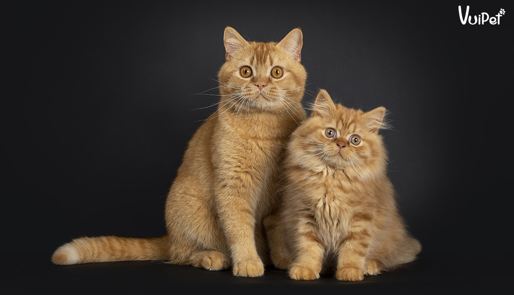 Mèo lông ngắn hay Mèo lông dài - nên nuôi giống mèo nào?
