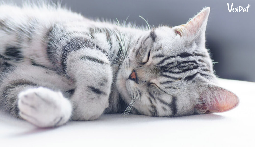 Chi Tiết Với Hơn 77 Ảnh Mèo Ngủ Siêu Hot - Tin Học Vui