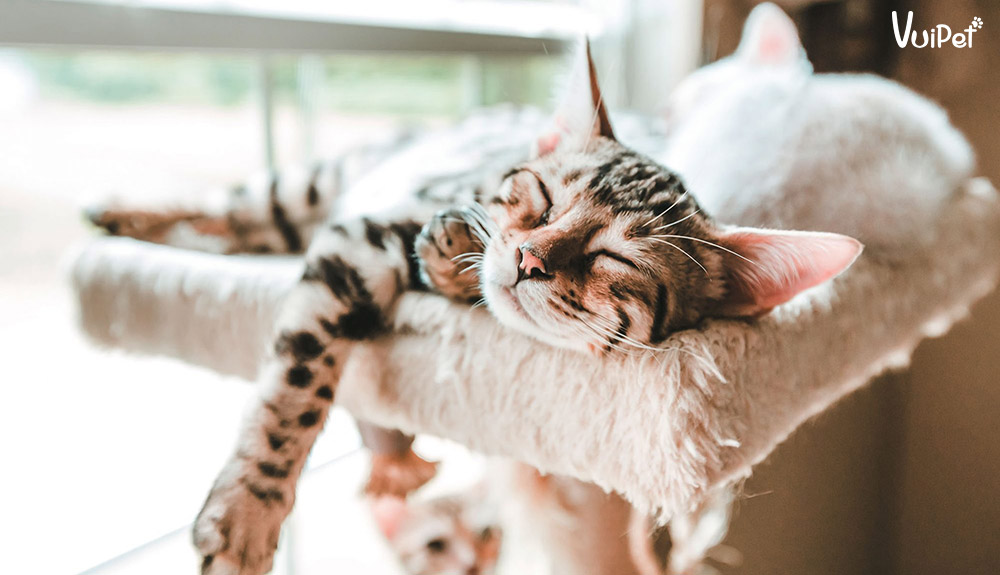 Mèo ngủ nhiều có sao không? Các lý do khiến mèo ngủ nhiều