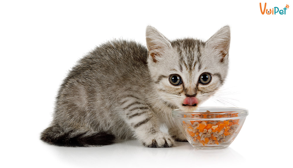 Cho mèo ăn bao nhiêu 1 ngày là đủ? Có đúng là mèo ăn rất ít?