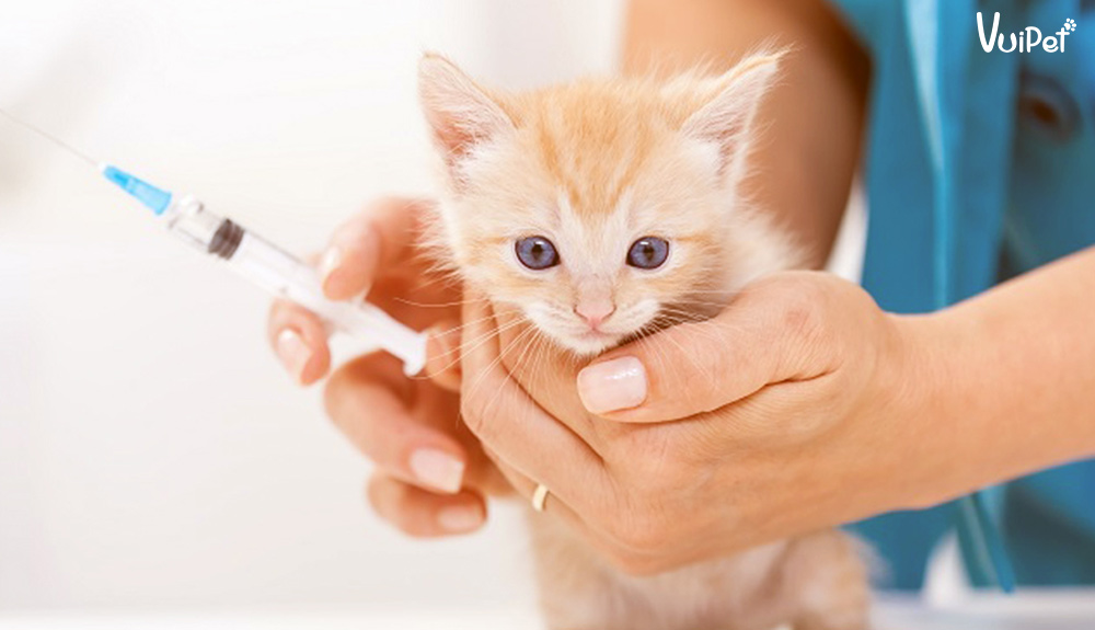 Khi nào là thời điểm thích hợp để tiêm vaccine 4 bệnh cho mèo?
