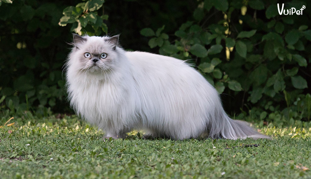 Mèo Ba Tư (mèo 34) - Tất tần tật đặc điểm và Giá mèo Ba Tư