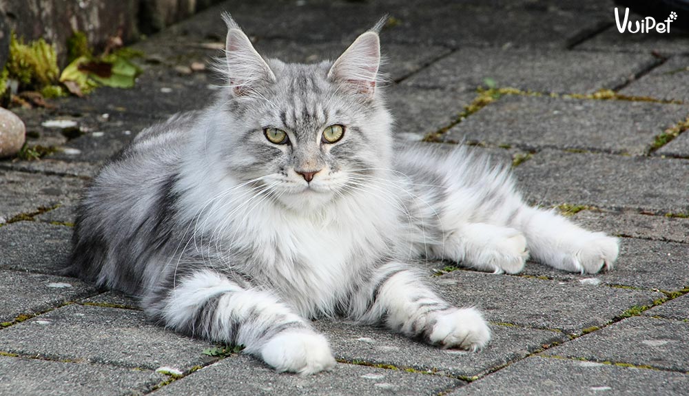 Tất tần tật Đặc điểm và Giá mèo Maine Coon, mèo Mỹ lông dài