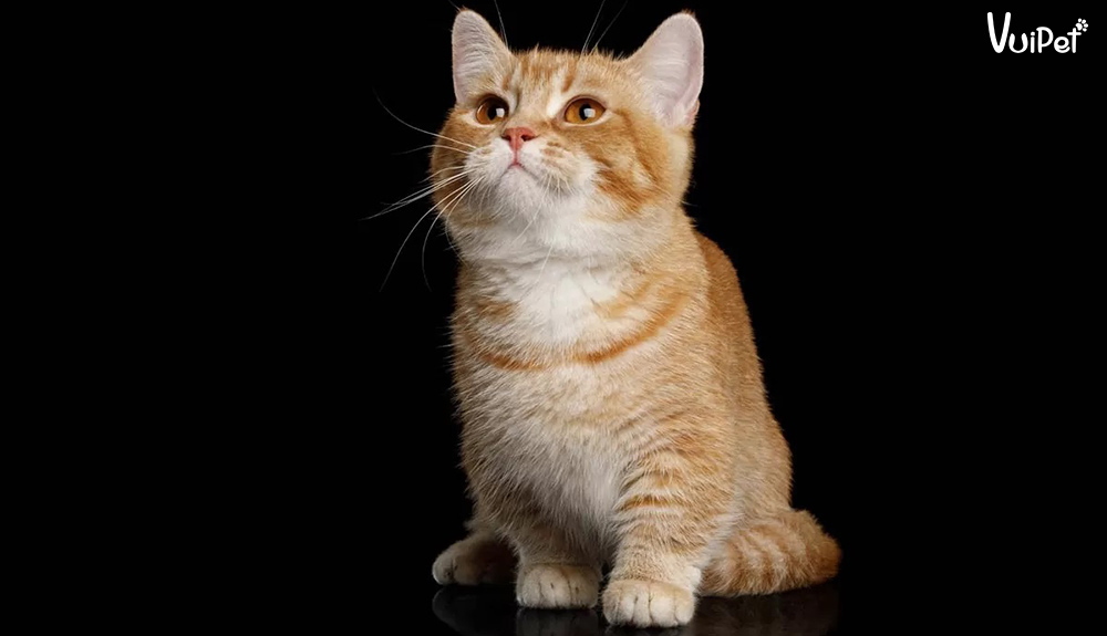 Mèo Anh Chân Ngắn - Từ A-Z đặc điểm, tính cách và giá mua