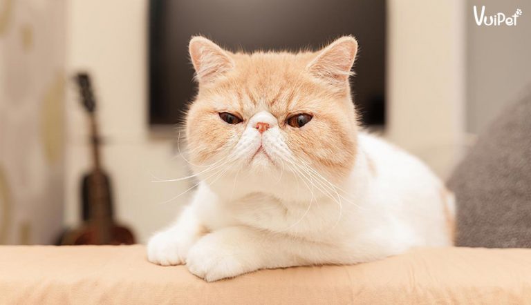 Chi tiết về MÈO EXOTIC - giống mèo Ba Tư lông ngắn, mặt tịt